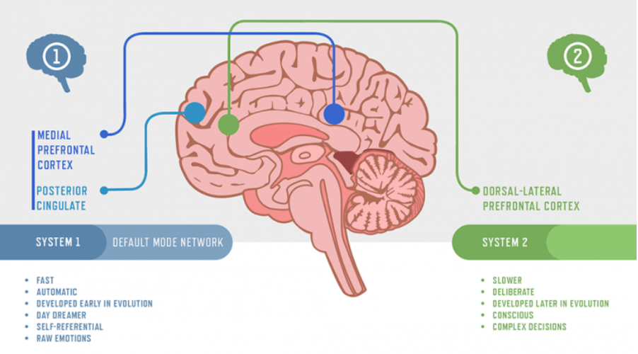 Featured image for “Our Two Brains, Mindfulness and Decision-Making,”